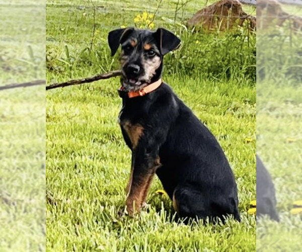 Medium Photo #4 Doberman Pinscher-Miniature Schnauzer Mix Puppy For Sale in Pottstown, PA, USA