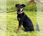 Small #3 Doberman Pinscher-Miniature Schnauzer Mix