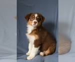 Small #2 Australian Shepherd