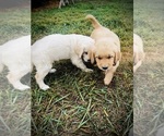 Small #3 Golden Retriever