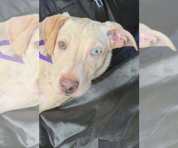 Medium Photo #3 Labrador Retriever-Unknown Mix Puppy For Sale in New York, NY, USA