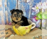 Small #6 Yorkshire Terrier