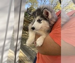 Small Photo #71 Siberian Husky Puppy For Sale in KANSAS CITY, MO, USA