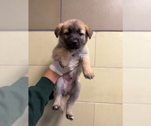 German Shepherd Dog Dogs for adoption in Riverside, CA, USA