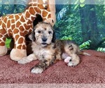 Small Photo #8 Goldendoodle (Miniature) Puppy For Sale in BLACK FOREST, CO, USA