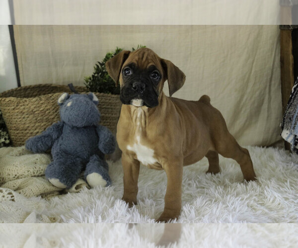 Medium Photo #10 Boxer Puppy For Sale in SHIPSHEWANA, IN, USA