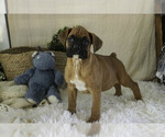 Small #9 Boxer