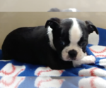 Puppy Johnny Boston Terrier
