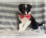 Small Photo #4 Border Collie Puppy For Sale in LAKELAND, FL, USA