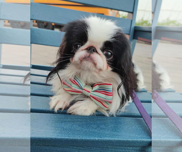 Medium Photo #3 Japanese Chin Puppy For Sale in St. Louis Park, MN, USA