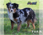 Small Photo #1 Miniature Australian Shepherd Puppy For Sale in FORESTBURG, TX, USA