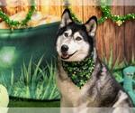 Small Siberian Husky