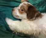 Small Photo #11 Havanese Puppy For Sale in FENTON, MO, USA
