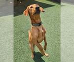 Small #4 Labrador Retriever Mix