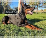 Small Photo #4 Doberman Pinscher Puppy For Sale in PALMDALE, CA, USA