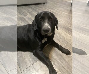 Labrador Retriever-Unknown Mix Dogs for adoption in Rowlett, TX, USA