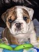 Small Photo #2 Bulldog Puppy For Sale in CHINO HILLS, CA, USA