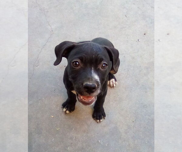 Medium Photo #5 Bulldog-Unknown Mix Puppy For Sale in Apple Valley, CA, USA
