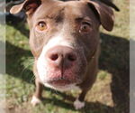 Small #1 Bulldog Mix