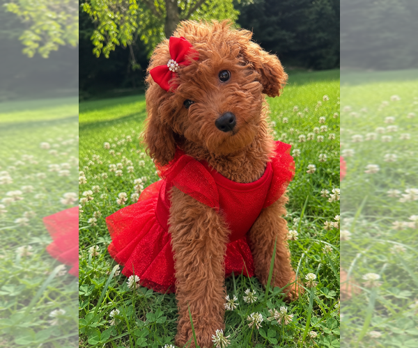 Medium Photo #26 Goldendoodle mix (+ Poodle Miniature) Puppy For Sale in DURHAM, CT, USA