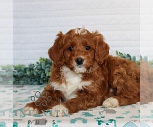 Goldendoodle (Miniature) Puppy for sale in LITITZ, PA, USA