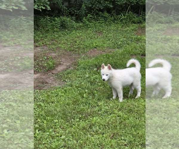 Medium Photo #5 Siberian Husky Puppy For Sale in PINE CITY, MN, USA