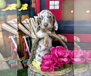 Dachshund Dog for Adoption in CASSVILLE, Missouri USA