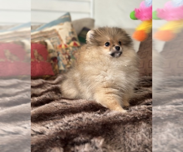 Medium Photo #7 Pomeranian Puppy For Sale in GLEN BURNIE, MD, USA