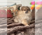 Small #6 Pomeranian