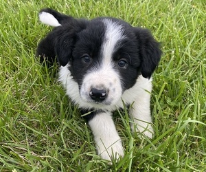 Border Collie Puppy for sale in BROWNS, IL, USA