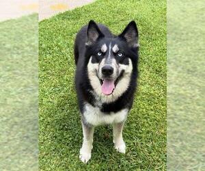 Siberian Husky Dogs for adoption in Sugar Land, TX, USA