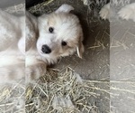 Small #6 Great Pyrenees