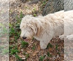 Small Photo #1 Labradoodle Puppy For Sale in OLD TOWN, FL, USA