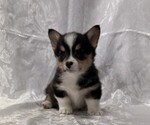 Small #3 Pembroke Welsh Corgi