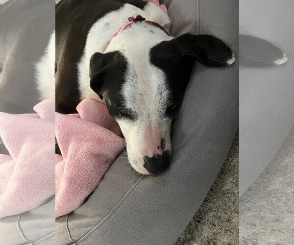 Medium Photo #4 American Staffordshire Terrier-Border Collie Mix Puppy For Sale in Spring Lake, NJ, USA