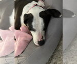 Small #3 American Staffordshire Terrier-Border Collie Mix