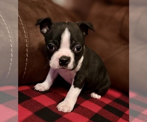 Boston Terrier Puppy for sale in WASHBURN, MO, USA