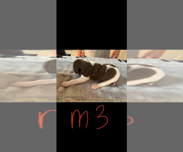 Medium Photo #1 German Shorthaired Pointer Puppy For Sale in FULTON, MO, USA