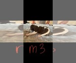 Puppy Male 3 German Shorthaired Pointer