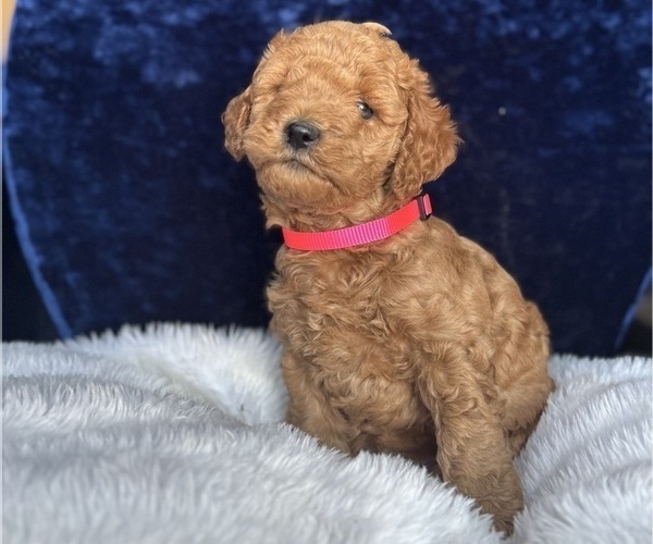 Medium Photo #6 Goldendoodle (Miniature) Puppy For Sale in SAN FERNANDO, CA, USA