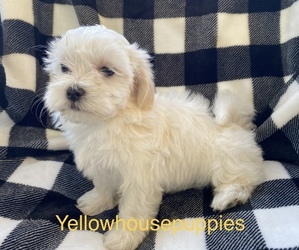 Mal-Shi Puppy for Sale in HASTINGS, Michigan USA