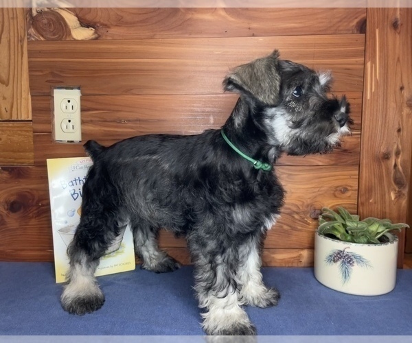 Medium Photo #4 Schnauzer (Miniature) Puppy For Sale in BIG CABIN, OK, USA