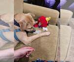 Small #16 American Pit Bull Terrier Mix