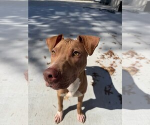 Horton - Male Miniature Bull Terrier-Unknown Mix Dog for Adoption - Photo #3
