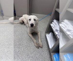 Great Pyrenees-Unknown Mix Dogs for adoption in Pasadena, TX, USA