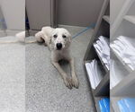 Small Great Pyrenees Mix