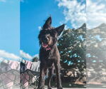 Small #1 German Shepherd Dog Mix