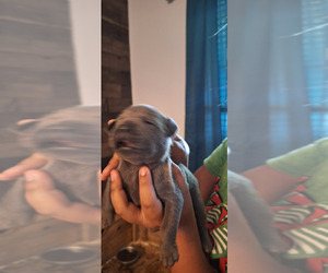 Cane Corso Puppy for Sale in KERMAN, California USA