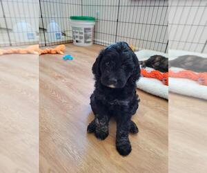 Goldendoodle (Miniature) Puppy for sale in FORT COLLINS, CO, USA