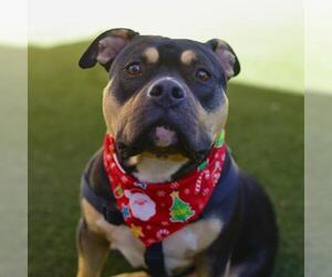 Bulldog-Unknown Mix Dogs for adoption in San Antonio, TX, USA